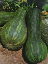 Zucca napoli lunga usato Zucca napoli lunga usato  Trappeto