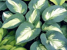 Hosta hudson bay for sale  RUSHDEN