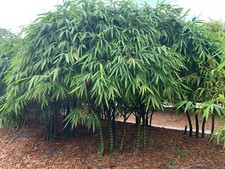 100 dwarf buddha for sale  Ravensdale