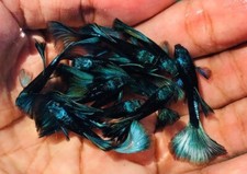 Live guppy fish for sale  National City