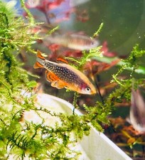 Live Fish for sale  Cumming