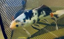 Butterfly sanke kohaku for sale  Findlay