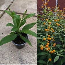 Buddleja globosa orange for sale  GLASGOW