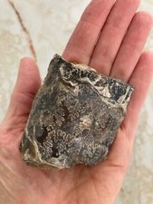 Baculite cephalopod fossil for sale  La Mesa
