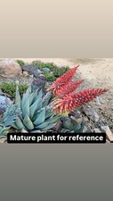 Aloe claviflora rare for sale  Carlsbad