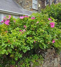 Rosa rugosa hedging for sale  ALTON