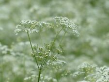 Cow parsley 150 for sale  CARMARTHEN