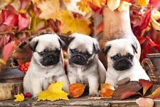 Cute pug puppies for sale  SELBY