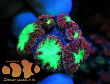 Beautiful bicolor red for sale  El Mirage