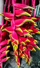 Live plant heliconia for sale  Fellsmere