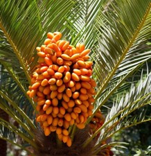 Phoenix canariensis tree for sale  Oakland Gardens