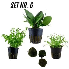 Sahawa aquarienpflanzen topfpf gebraucht kaufen  Neukirchen/Erzgeb.