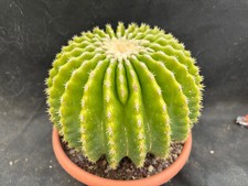 Echinocactus grusonii inermis usato  Massafra
