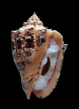 Shell conchiglia voluta usato  Forano