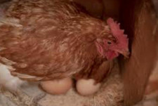 Fertile brown cream for sale  ROCHESTER