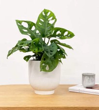 Monstera adansonii monkey for sale Monstera adansonii monkey for sale  ANTRIM