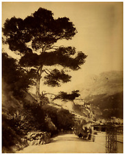 Côte azur pin d'occasion  Pagny-sur-Moselle