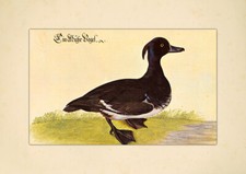 Muhr vogel reiherente gebraucht kaufen  Grabenstätt