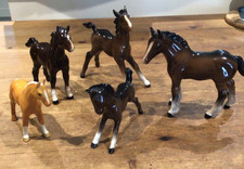 horses ponies for sale  LEEDS