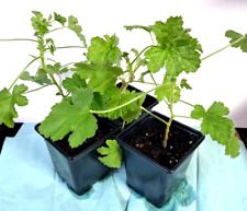 Pelargonium attar roses for sale  LONDON