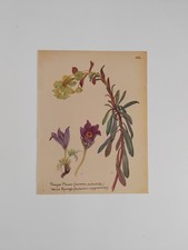 Vintage botanical print for sale  BIRKENHEAD