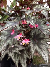 Begonia little brother d'occasion  Arzacq-Arraziguet
