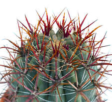 Ferocactus gracilis usato  Napoli