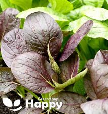 Baby leaf komatsuna for sale  DONCASTER