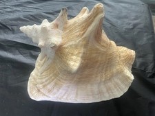 Large conch seashell for sale  Raleigh