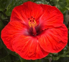 Magma tropical hibiscus for sale  Waterloo