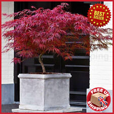 Acer tree japanese for sale  OXFORD