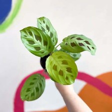 Maranta leuconeura kerchoveana for sale  BRISTOL