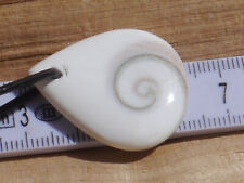 Shiva auge muscheldeckel gebraucht kaufen  Wiggensbach