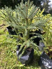 Qinghai spruce blue for sale  GLASGOW