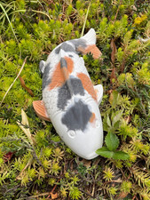 Large koi carp for sale  COLCHESTER