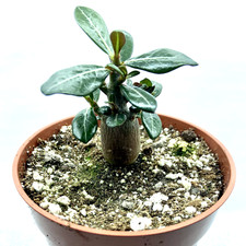 Adenium arabicum elephant for sale  CAERPHILLY