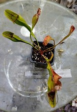 Young trumpet pitcher for sale  BURY