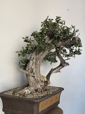 Olivastro bonsai olea usato  Italia