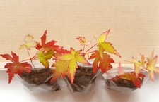 Bonsai starter japanese for sale  BRISTOL