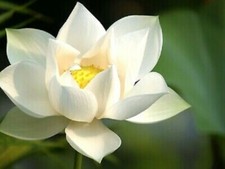 Colours lotus water for sale  FELTHAM