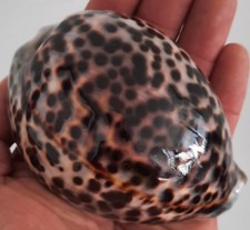 Curiosité taxidermie coquilla d'occasion  Montpellier-