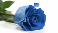 Semillas de Rosa Rosal AZUL BLUE ROSE SEEDS flor color colour iphone sony planta, usado comprar usado  Enviando para Brazil