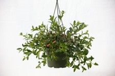 Goldfish plant inch for sale  Los Angeles