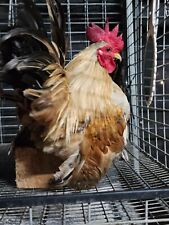 Serama hatching eggs for sale  Dade City