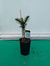 Araucaria araucana 35cm gebraucht kaufen  Nordkirchen