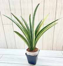 house plants large for sale house plants large for sale Winchester