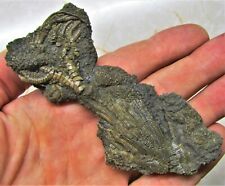 Rare complete crinoid for sale  BRIDPORT