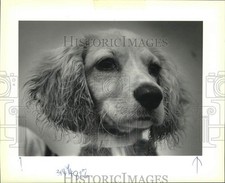 1989 press photo for sale  Memphis
