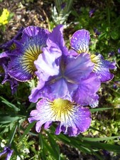Iris sibirica meinem gebraucht kaufen  Langenberg