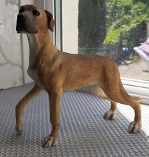 Fawn great dane for sale  TONYPANDY